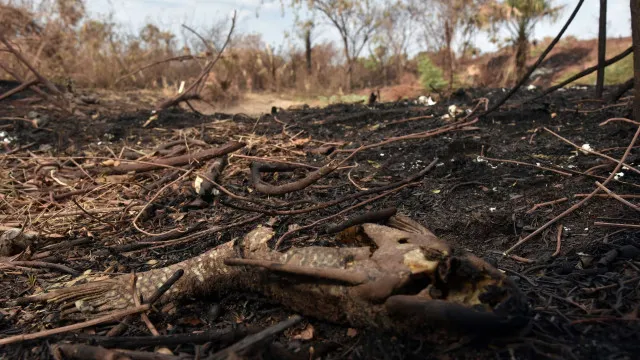 area-queimada-no-brasil-fica-31%-abaixo-da-media-historica-em-2025