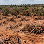 fazendeiro-e-condenado-a-restaurar-mais-de-600-hectares-de-cerrado-apos-fraude-em-reserva-legal