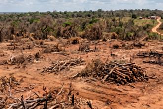 fazendeiro-e-condenado-a-restaurar-mais-de-600-hectares-de-cerrado-apos-fraude-em-reserva-legal