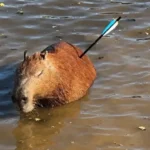 capivara-e-encontrada-com-flecha-cravada-no-corpo-em-represa-de-sp