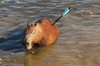 capivara-e-encontrada-com-flecha-cravada-no-corpo-em-represa-de-sp
