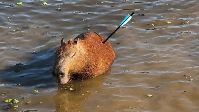 capivara-e-encontrada-com-flecha-cravada-no-corpo-em-represa-de-sp