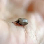 mulher-morre-de-febre-maculosa-no-abc;-carrapatos-foram-encontrados-em-caes-da-vitima