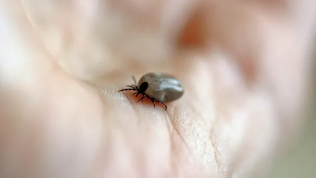 mulher-morre-de-febre-maculosa-no-abc;-carrapatos-foram-encontrados-em-caes-da-vitima