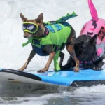 caes-desafiaram-as-ondas-no-mundial-de-surf-canino.;-veja-as-imagens