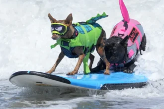 caes-desafiaram-as-ondas-no-mundial-de-surf-canino.;-veja-as-imagens