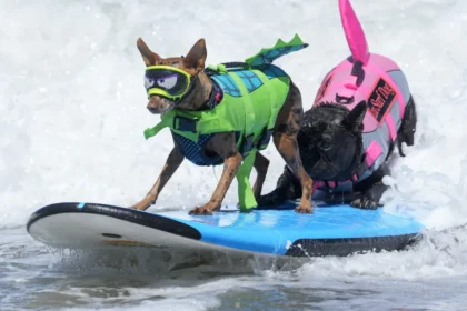 caes-desafiaram-as-ondas-no-mundial-de-surf-canino.;-veja-as-imagens