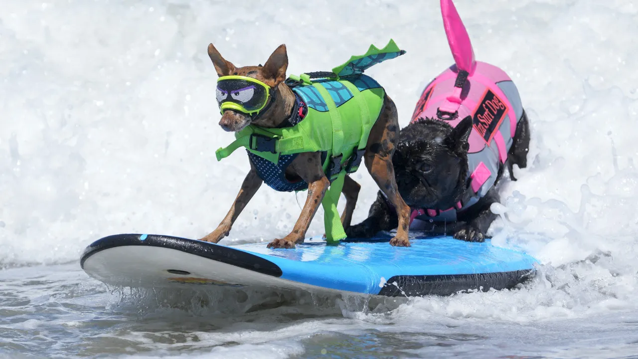 caes-desafiaram-as-ondas-no-mundial-de-surf-canino.;-veja-as-imagens