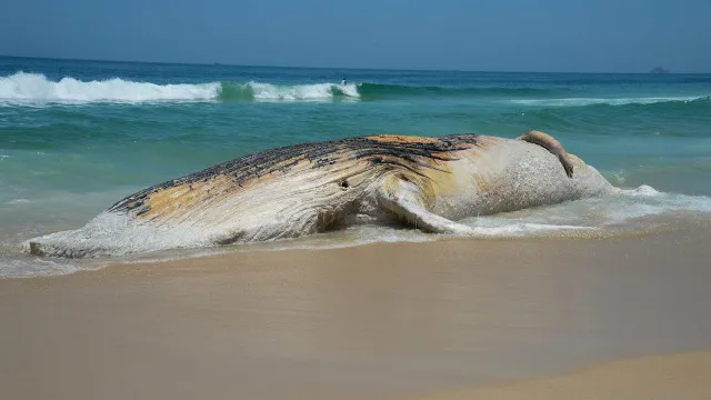 baleia-jubarte-morta-aparece-na-orla-e-atrai-curiosos-em-praia-grande,-litoral-de-sp