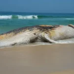 baleia-jubarte-morta-aparece-na-orla-e-atrai-curiosos-em-praia-grande,-litoral-de-sp