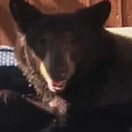urso-negro-invade-hidromassagem-de-casa-e-e-filmado-nos-eua