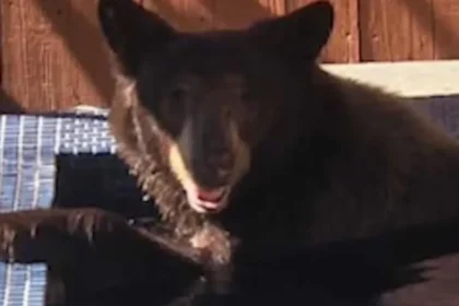 urso-negro-invade-hidromassagem-de-casa-e-e-filmado-nos-eua