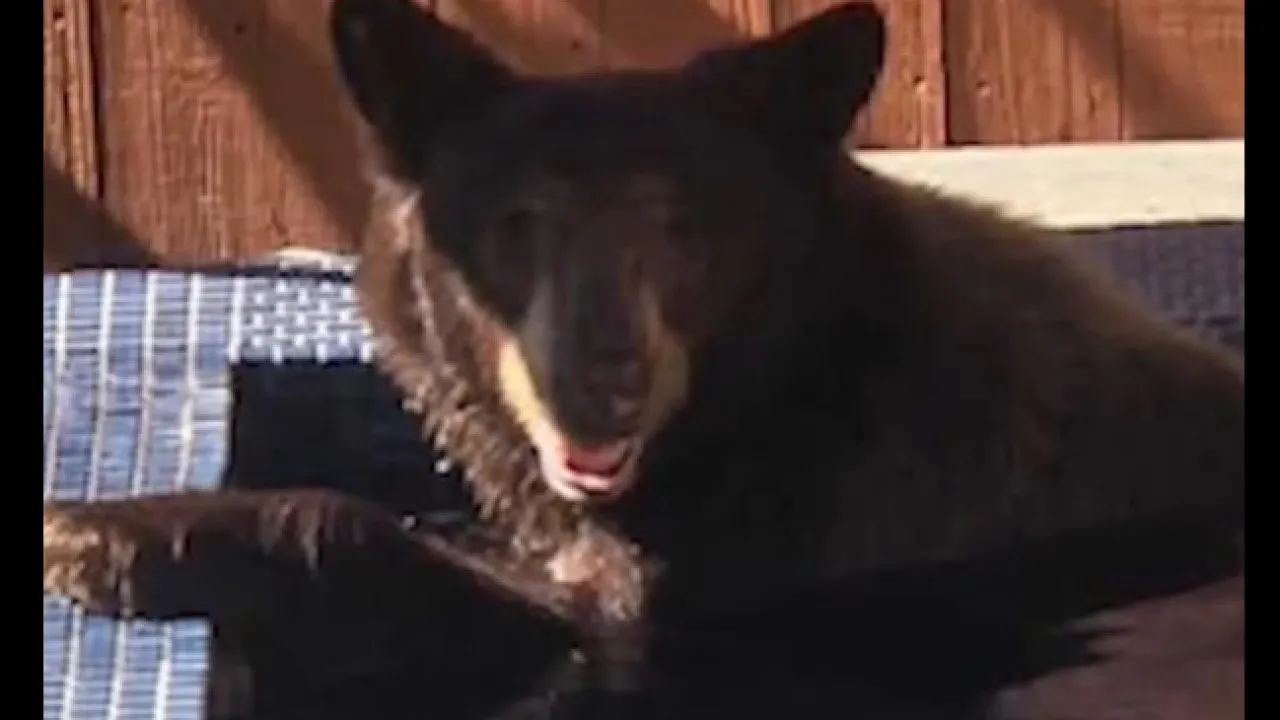 urso-negro-invade-hidromassagem-de-casa-e-e-filmado-nos-eua