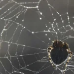 mulher-fica-estado-grave-apos-ataque-de-15-aranhas-em-acampamento-nos-eua