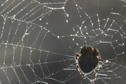 mulher-fica-estado-grave-apos-ataque-de-15-aranhas-em-acampamento-nos-eua
