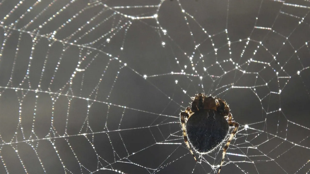 mulher-fica-estado-grave-apos-ataque-de-15-aranhas-em-acampamento-nos-eua