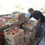 araguaina-abre-credenciamento-para-agricultores-familiares-fornecerem-alimentos-a-entidades-beneficentes