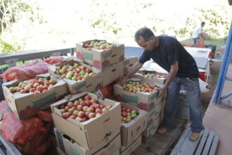 araguaina-abre-credenciamento-para-agricultores-familiares-fornecerem-alimentos-a-entidades-beneficentes