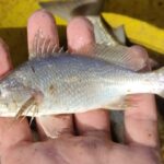 cientistas-identificam-taxa-recorde-de-deformacoes-em-peixes-do-es