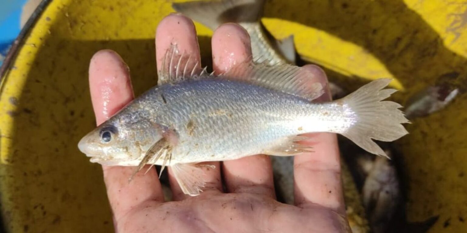 cientistas-identificam-taxa-recorde-de-deformacoes-em-peixes-do-es