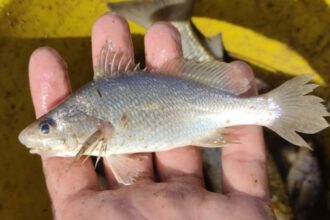 cientistas-identificam-taxa-recorde-de-deformacoes-em-peixes-do-es
