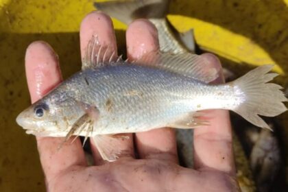 cientistas-identificam-taxa-recorde-de-deformacoes-em-peixes-do-es