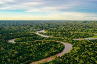 alertas-de-desmatamento-na-amazonia-caem-ao-menor-patamar-da-serie-historica