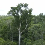 desmatamento-tem-novo-recorde-minimo-em-2025-na-mata-atlantica-e-no-pampa