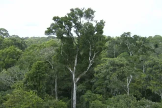 desmatamento-tem-novo-recorde-minimo-em-2025-na-mata-atlantica-e-no-pampa