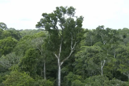desmatamento-tem-novo-recorde-minimo-em-2025-na-mata-atlantica-e-no-pampa