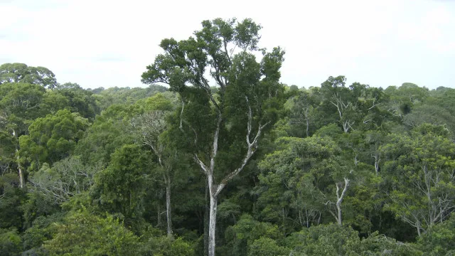 desmatamento-tem-novo-recorde-minimo-em-2025-na-mata-atlantica-e-no-pampa