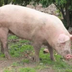 morre-porco-clonado-em-projeto-da-usp-para-transplante-de-orgaos-em-humanos
