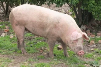 morre-porco-clonado-em-projeto-da-usp-para-transplante-de-orgaos-em-humanos