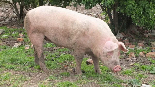 morre-porco-clonado-em-projeto-da-usp-para-transplante-de-orgaos-em-humanos