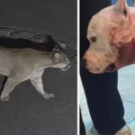 onca-ataca-pitbull-dentro-de-casa-em-sao-paulo;-video
