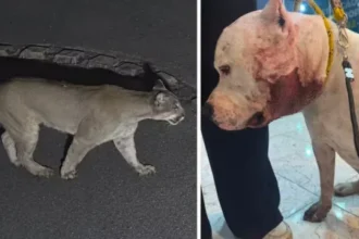 onca-ataca-pitbull-dentro-de-casa-em-sao-paulo;-video