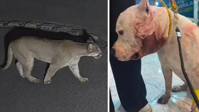 onca-ataca-pitbull-dentro-de-casa-em-sao-paulo;-video
