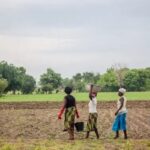grande-muralha-verde-restaura-1,66-milhao-de-hectares-na-africa