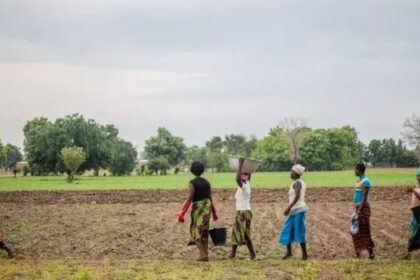 grande-muralha-verde-restaura-1,66-milhao-de-hectares-na-africa