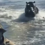 “assustador”:-hipopotamo-persegue-barco-com-turistas-em-botsuana