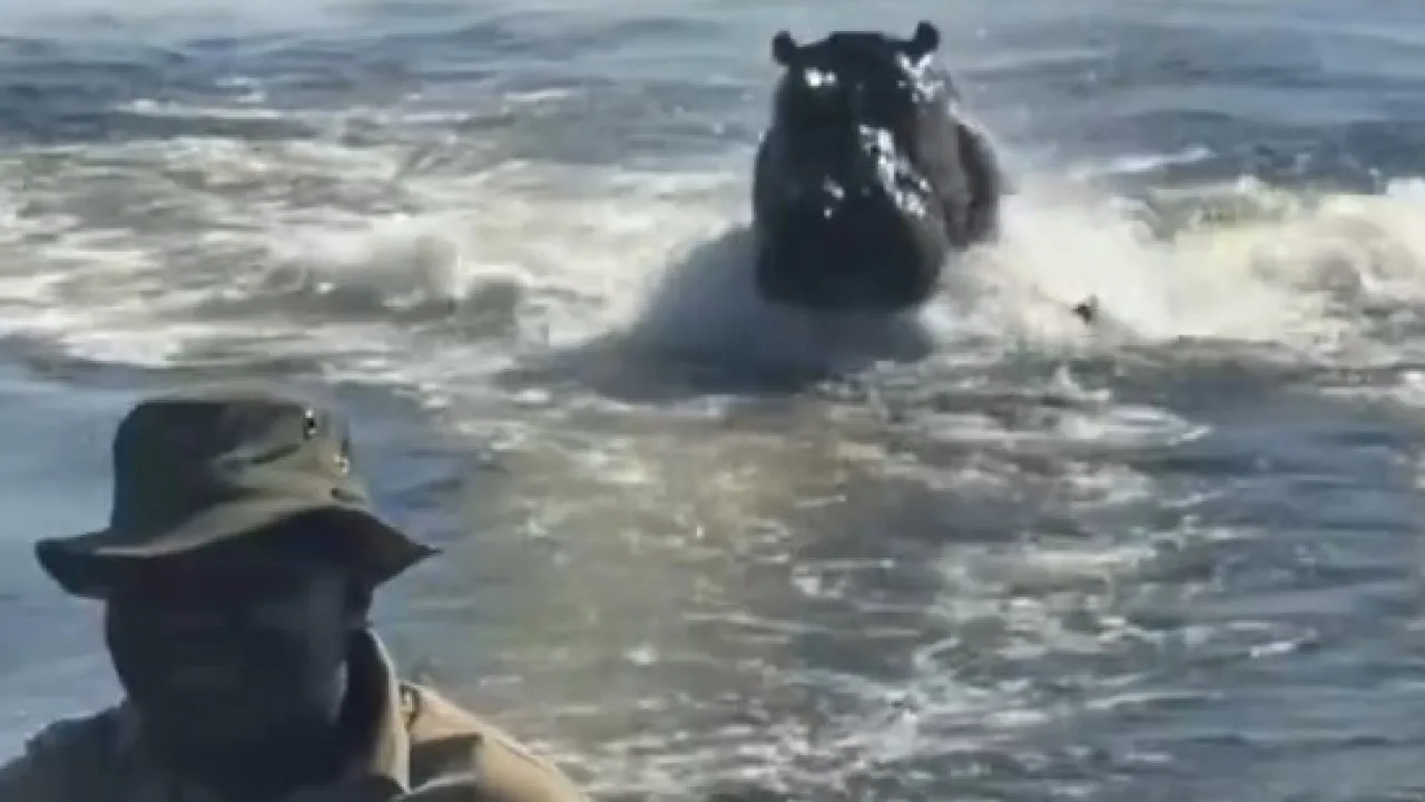 “assustador”:-hipopotamo-persegue-barco-com-turistas-em-botsuana