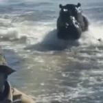 “assustador”:-hipopotamo-persegue-barco-com-turistas-em-botsuana