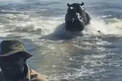 “assustador”:-hipopotamo-persegue-barco-com-turistas-em-botsuana