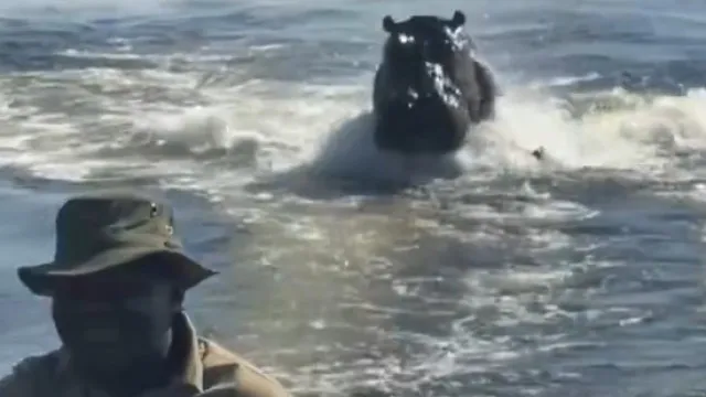 “assustador”:-hipopotamo-persegue-barco-com-turistas-em-botsuana