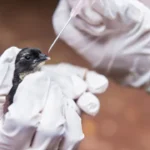 sp-confirma-segundo-caso-de-gripe-aviaria-do-ano-em-ave-encontrada-no-ibirapuera
