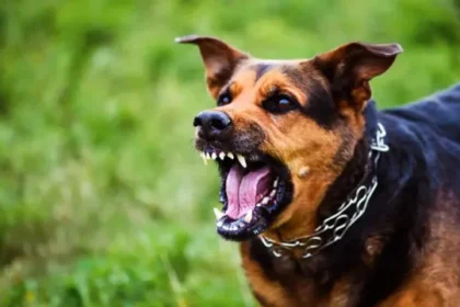 homem-morre-apos-ataque-de-tres-caes-dentro-de-casa-em-juiz-de-fora