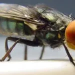 larva-que-devora-tecido-vivo-ja-infectou-mais-de-500-pessoas-no-mexico
