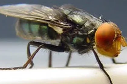 larva-que-devora-tecido-vivo-ja-infectou-mais-de-500-pessoas-no-mexico