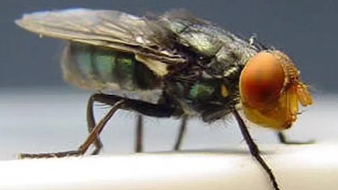 larva-que-devora-tecido-vivo-ja-infectou-mais-de-500-pessoas-no-mexico