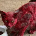 misterio-de-‘gata-vermelha’-dispara-alerta-em-cidade:-‘nao-a-ajudem’